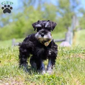 Dylan, Miniature Schnauzer Puppy